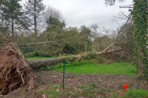 Urgente intervention sur un arbre à terre chez un voisin